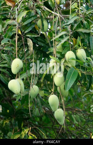 Grüne Mangos (Mangifera indica) an ein Holz gehängt. Cai. Vietnam. Stockfoto