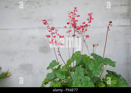 Heuchera sanguinea Stockfoto