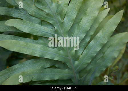 Microsorum diversifolium Stockfoto