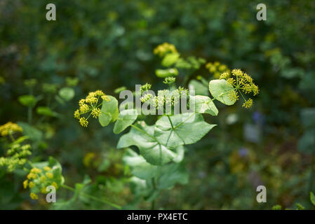 Smyrnium perfoliatum Stockfoto