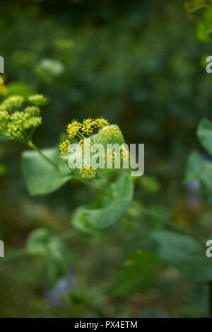 Smyrnium perfoliatum Stockfoto