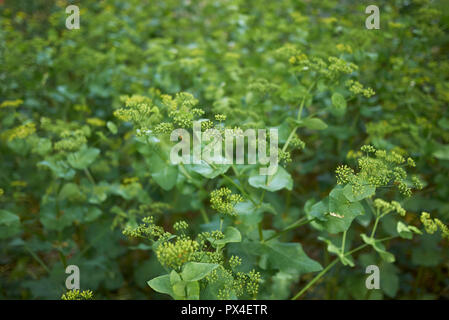 Smyrnium perfoliatum Stockfoto