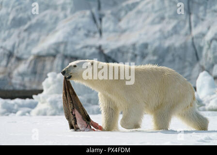 Eisbär (Ursus maritimus) mit erfassten Dichtung Haut, in der norwegischen Arktis Svalbard, Norwegen Stockfoto