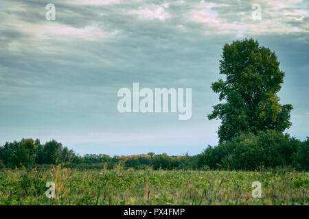 Hohes alter Baum steht alleine auf einer Wiese Stockfoto