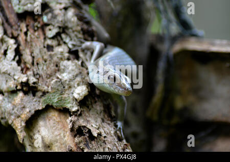 Chamäleon Stockfoto