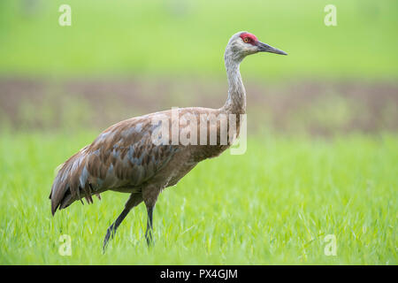 Sandhill Crane (Grus canadensis) auf Feld, Fairbanks, Alaska, USA Stockfoto