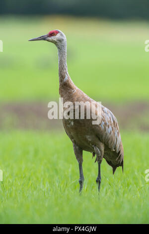 Sandhill Crane (Grus canadensis) auf Feld, Fairbanks, Alaska, USA Stockfoto