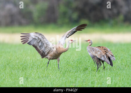 Zwei Kanadakraniche (Grus canadensis) auf Feld, Fairbanks, Alaska, USA Stockfoto