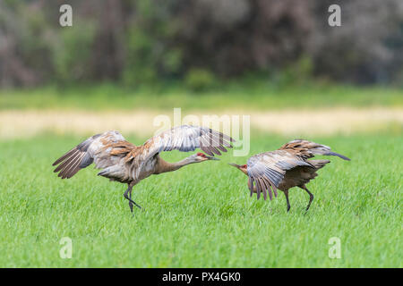 Zwei Kanadakraniche (Grus canadensis) auf Feld, Fairbanks, Alaska, USA Stockfoto