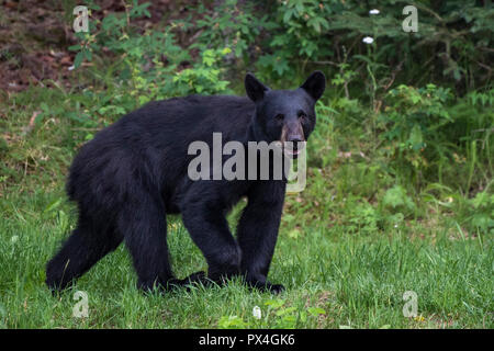 Amerikanischer Schwarzbär (Ursus Americanus), läuft am Ufer, Russian River, Kenai Halbinsel, Alaska, USA Stockfoto