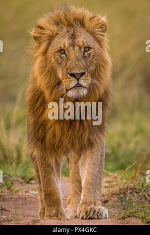 Dieses Bild von Lion ist in der Masai Mara in Kenia. Stockfoto