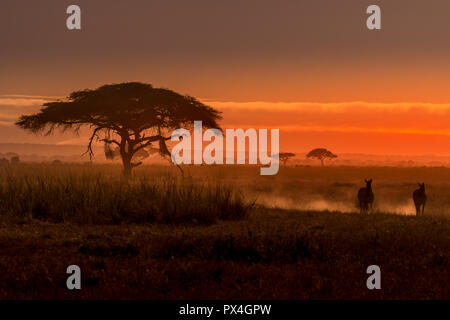 Dieses Bild von Zebra ist im Amboseli Nationalpark in Kenia. Stockfoto