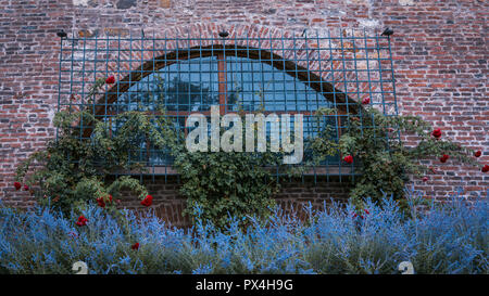 Lavendel und Rosen im Schloss von Prag vergitterten Fenster Stockfoto