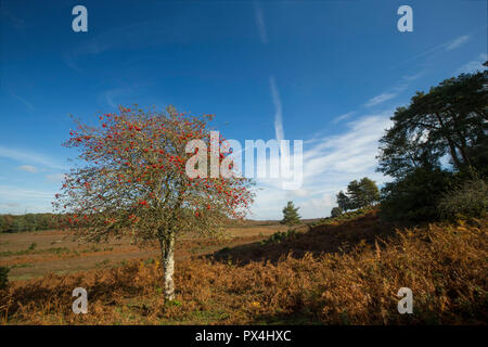 Eine einzelne Rowan Tree oder Eberesche, Sorbus aucuparia, voller Beeren im Oktober in der Neuen Wald Hampshire England UK GB wächst. Stockfoto