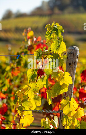 Gemeinsame Rebsorten in herbstlichen Farben Stockfoto