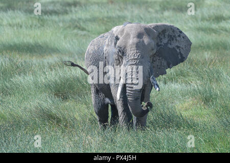 Afrikanischer Elefant (Loxodonta africana) Nahrungssuche in Ndutu Marsh, Ngorongoro Krater Nationalpark, Tansania. Stockfoto