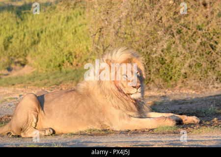 Männliche Löwe (Panthera leo) liegend auf der Savanne bei Sonnenaufgang, Ngorongoro Conservation Area, Tansania. Stockfoto