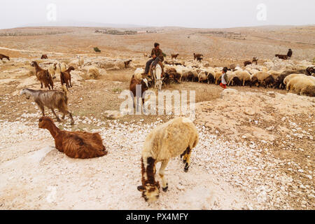 Mushabbak, Aleppo, Syrien: ein Schäfer auf einem Esel wird durch seine Herde von Schafen und Ziegen in der ariden Landschaft des nördlichen Syrien umgeben. Stockfoto