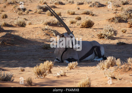 Oryx, Spießbock (Oryx gazella), im Schatten liegend, nahe Sesriem Campingplatz, Sesriem, Sossusvlei-Gebiet, Namibia, Afrika Stockfoto