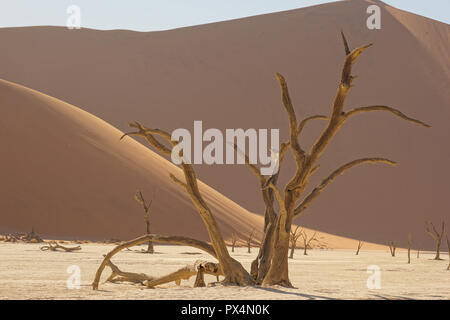 Abgestorbene Kameldornbäume, Dead Vlei, Sossusvlei, Namibia, Afrika Stockfoto