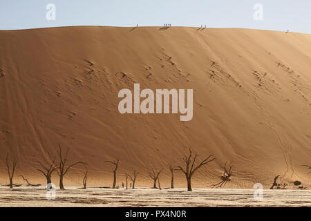 Abgestorbene Kameldornbäume, Dead Vlei, Sossusvlei, Namibia, Afrika Stockfoto