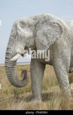 Weißer Elefant, mit weißem Schlamm bedeckt, Etosha Nationalpark, Namibia, Afrika Stockfoto