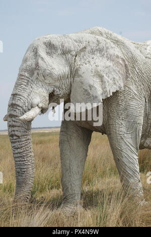 Weißer Elefant, mit weißem Schlamm bedeckt, Etosha Nationalpark, Namibia, Afrika Stockfoto