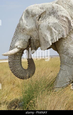 Weißer Elefant, mit weißem Schlamm bedeckt, Etosha Nationalpark, Namibia, Afrika Stockfoto