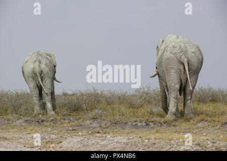 Zwei weiße männliche Elefanten, mit weißem Schlamm bedeckt, Etosha Nationalpark, Namibia, AfrikaNamibia, Afrika Stockfoto