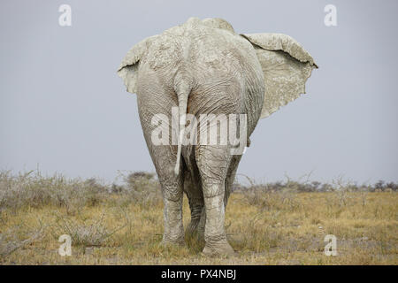 Weißer Elefant, mit weißem Schlamm bedeckt, Etosha Nationalpark, Namibia, Afrika Stockfoto