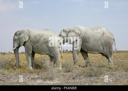 Zwei weiße männliche Elefanten, mit weißem Schlamm bedeckt, Etosha Nationalpark, Namibia, AfrikaNamibia, Afrika Stockfoto