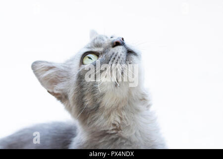 Closeup, graue Katze mit grünen Augen Stockfoto