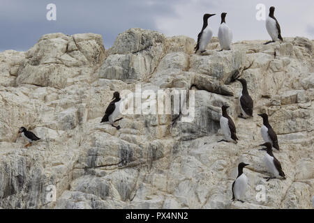 Guillemots auf den Klippen Stockfoto