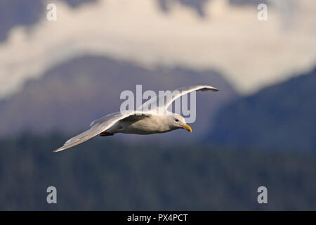 Nach Glaucous-winged Möwe im Flug in Seward, Alaska Stockfoto