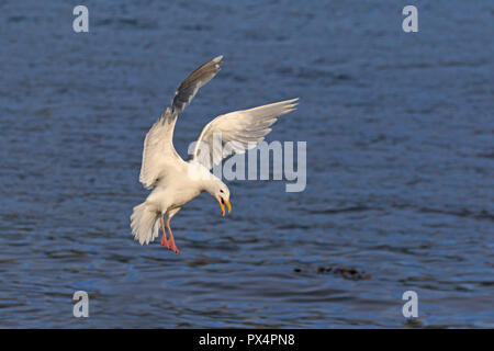 Nach Glaucous-winged Möwe im Flug in Seward, Alaska Stockfoto