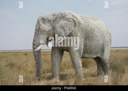 Weißer Elefant, mit weißem Schlamm bedeckt, Etosha Nationalpark, Namibia, Afrika Stockfoto