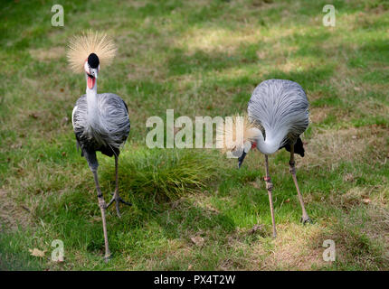 Paar grau gekrönt Kran im Vogelpark, Steinen, Deutschland Stockfoto