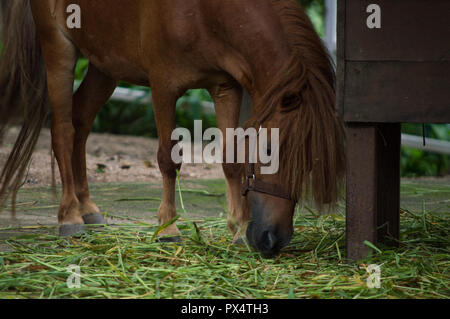 Chiang Mai, Thailand - Juli 1, 2018: In Chiang Mai Zoo, Brauner Zwerg Pferd essen Gras in der Farm. Stockfoto