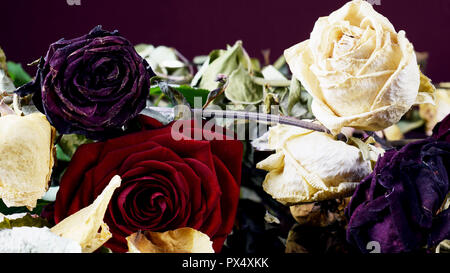 Frische blühende rote Rose mit blasse Blüten. Panorama Blick. Stockfoto