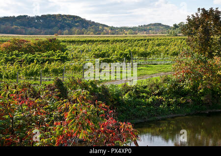 Die wunderschönen Weinberge und Teich in der Nähe von beamsville Ontario in der Niagara Peninsula, ON, Kanada. Stockfoto