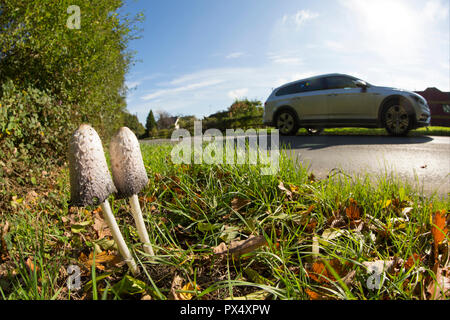 Der Anwalt von Perücke, oder shaggy inkcap, Pilze Coprinus comatus, auf einem Gras Kante an der Seite einer Straße in Hampshire England UK GB wächst. Stockfoto