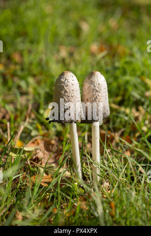 Der Anwalt von Perücke, oder shaggy inkcap, Pilze Coprinus comatus, auf einem Gras Kante an der Seite einer Straße in Hampshire England UK GB wächst. Stockfoto