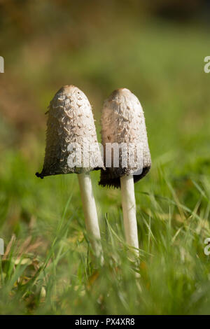 Der Anwalt von Perücke, oder shaggy inkcap, Pilze Coprinus comatus, auf einem Gras Kante an der Seite einer Straße in Hampshire England UK GB wächst. Stockfoto