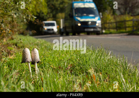 Der Anwalt von Perücke, oder shaggy inkcap, Pilze Coprinus comatus, auf einem Gras Kante an der Seite einer Straße in Hampshire England UK GB wächst. Stockfoto