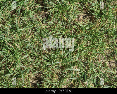 Blick auf das Gras in einem countryisde im Langhe in Pedmont. Es ist eine countryisde in Pedmont sehr beliebt wegen der guten Weine und Lebensmittel Stockfoto