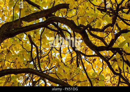 Low Angle Shot eines großen Osage orange (Maclura pomifera) Baum mit vielen starken Verflechtung Niederlassungen und bunte Blätter wie ein Stück Kunst auf eine gold... Stockfoto