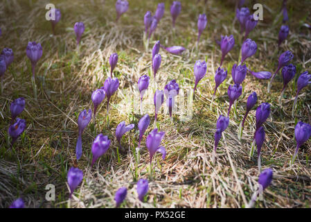 Rasen von lila Krokusse unter Sonneneinstrahlung im Frühjahr Stockfoto