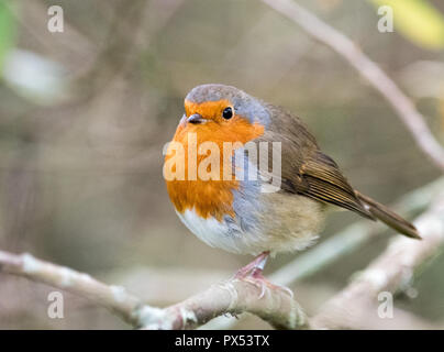 Rotkehlchen (Erithacus Rubecula) Stockfoto