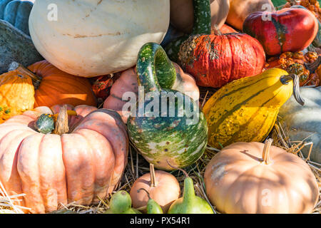 Herbst Anordnung der bunten Kürbisse und Kürbisse Stockfoto