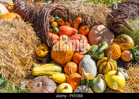 Herbst Anordnung der bunten Kürbisse und Kürbisse Stockfoto